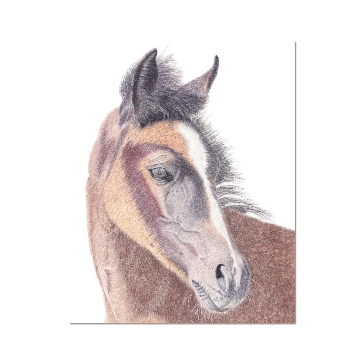 Spirit - Young Foal Fine Art Print