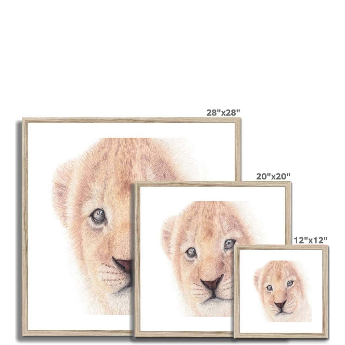 Lion cub size reference picture