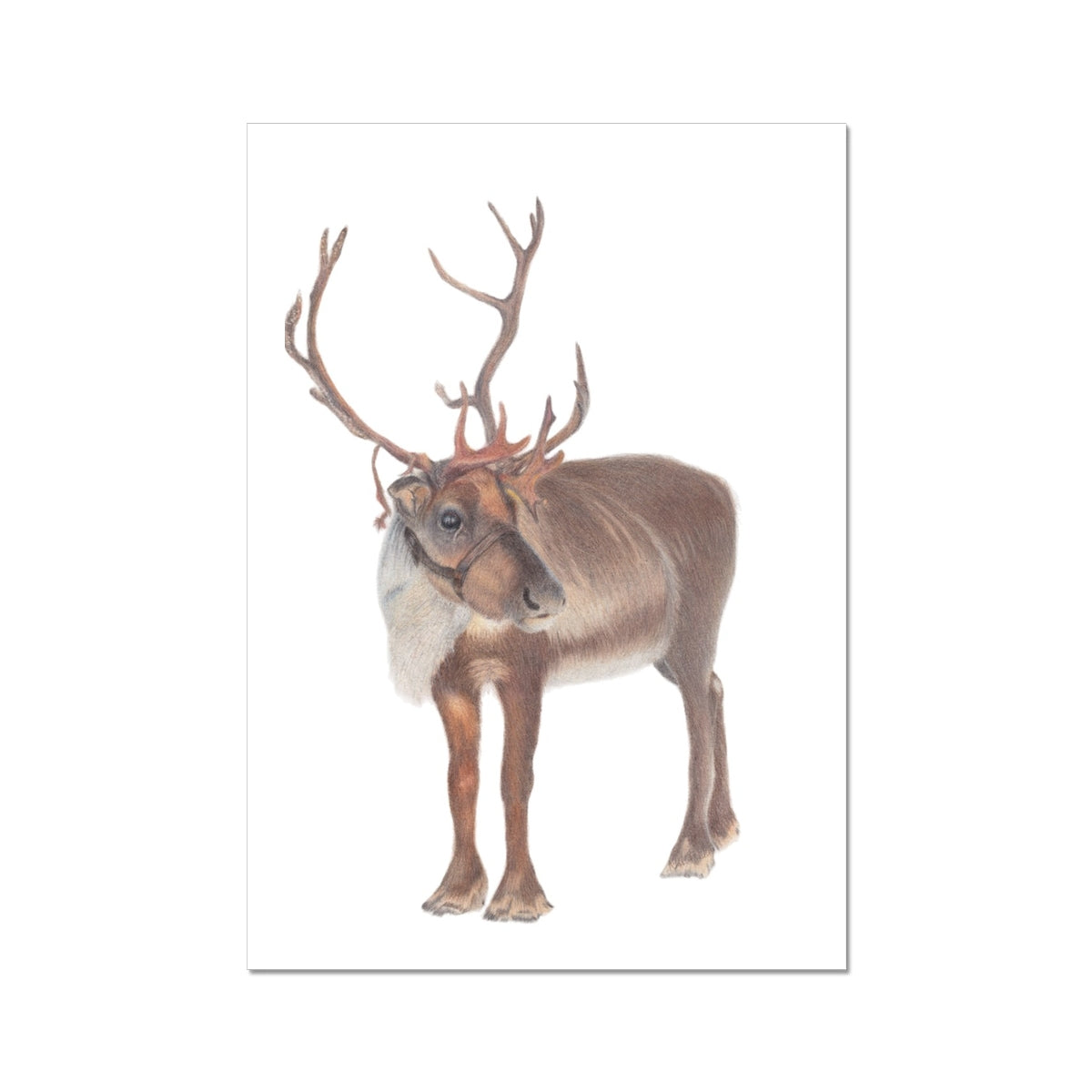 Reindeer Fine Art Print