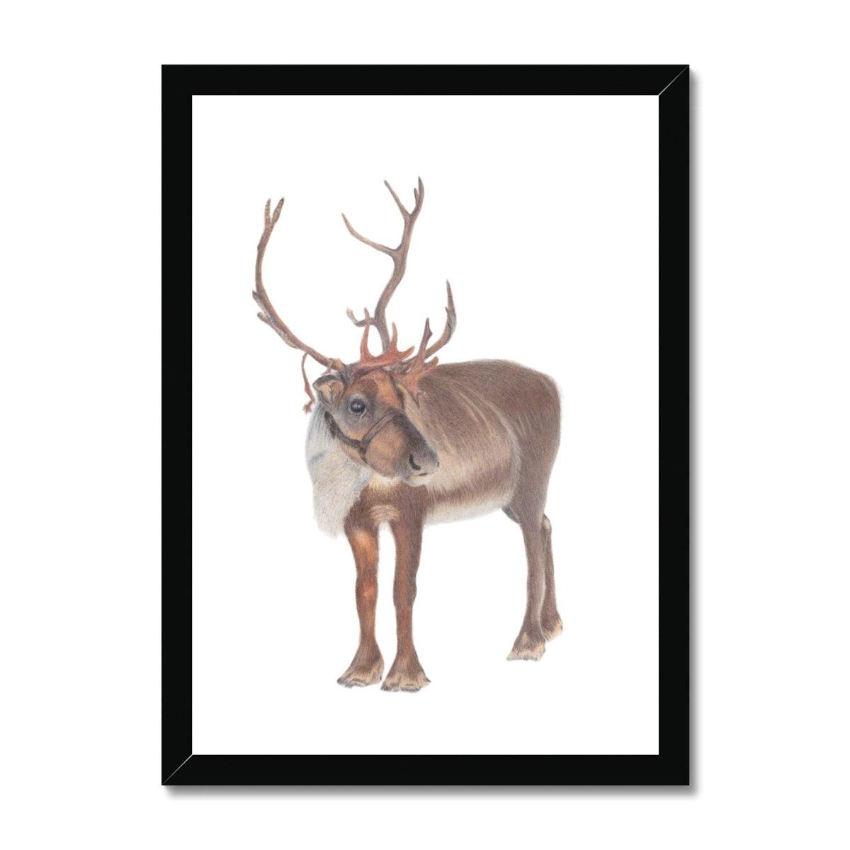 Reindeer Fine Art Print