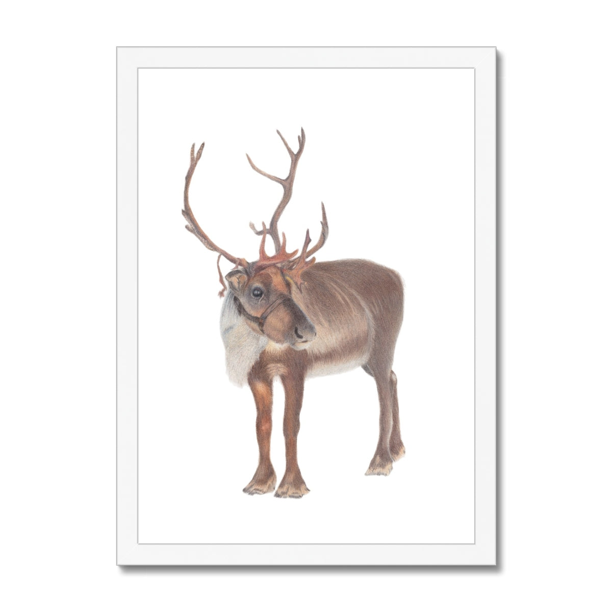 Reindeer Fine Art Print