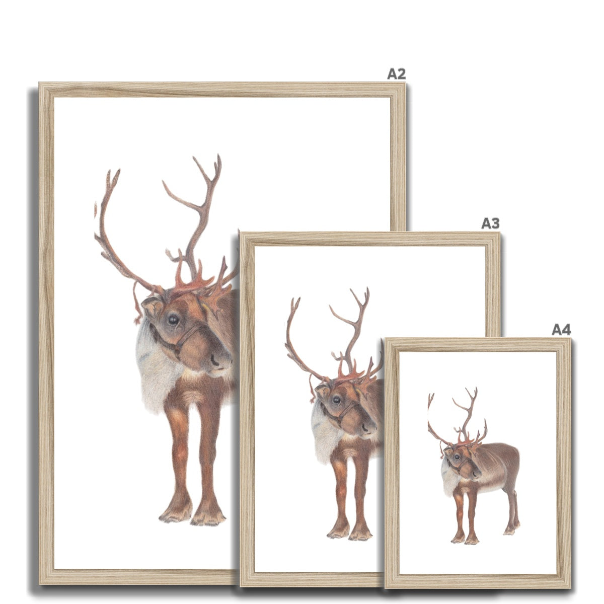 Reindeer Fine Art Print Sizes