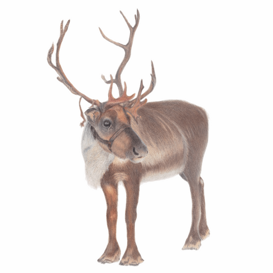 Reindeer Original Art