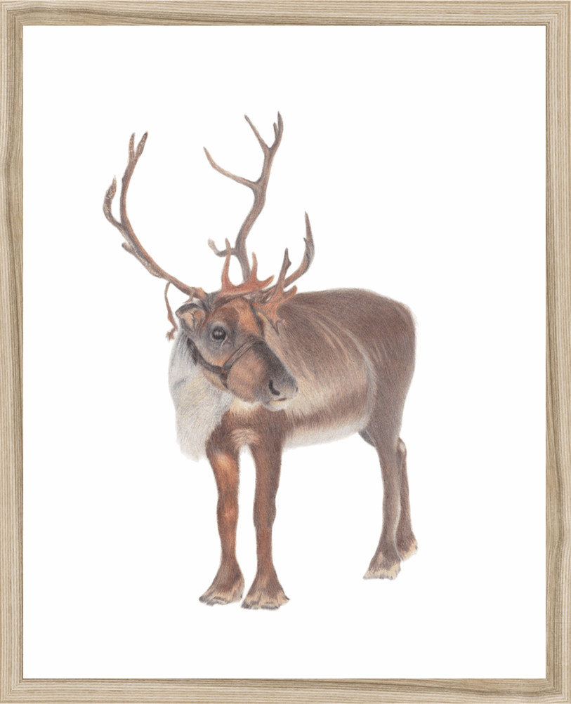 Reindeer Original Art