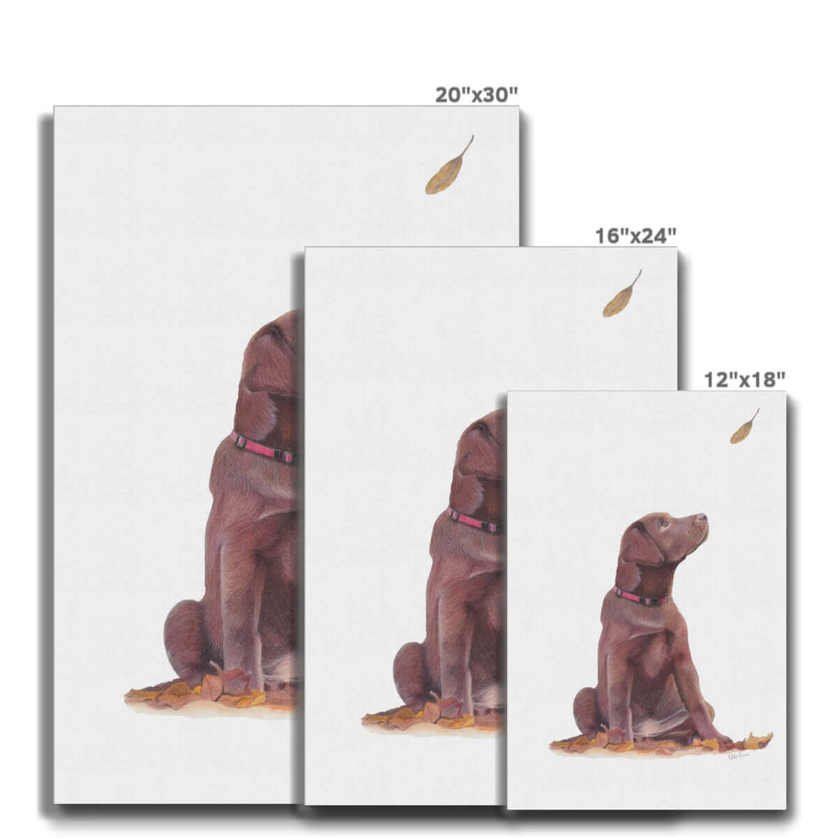 Brown Labrador Puppy Eco Canvas sizes