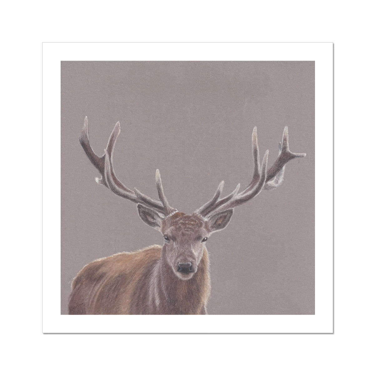 Stag Fine Art Print