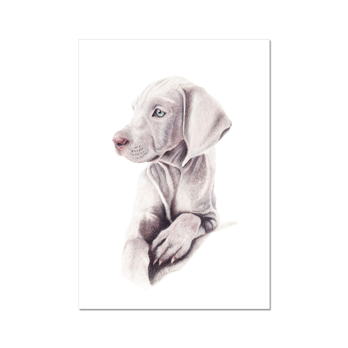 Weimaraner Puppy Fine Art Print