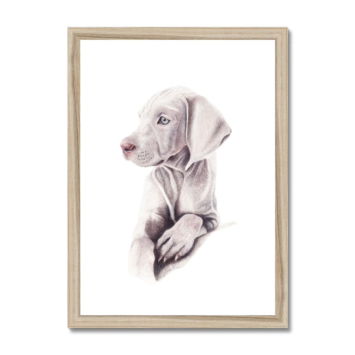 Weimaraner Puppy Fine Art Print