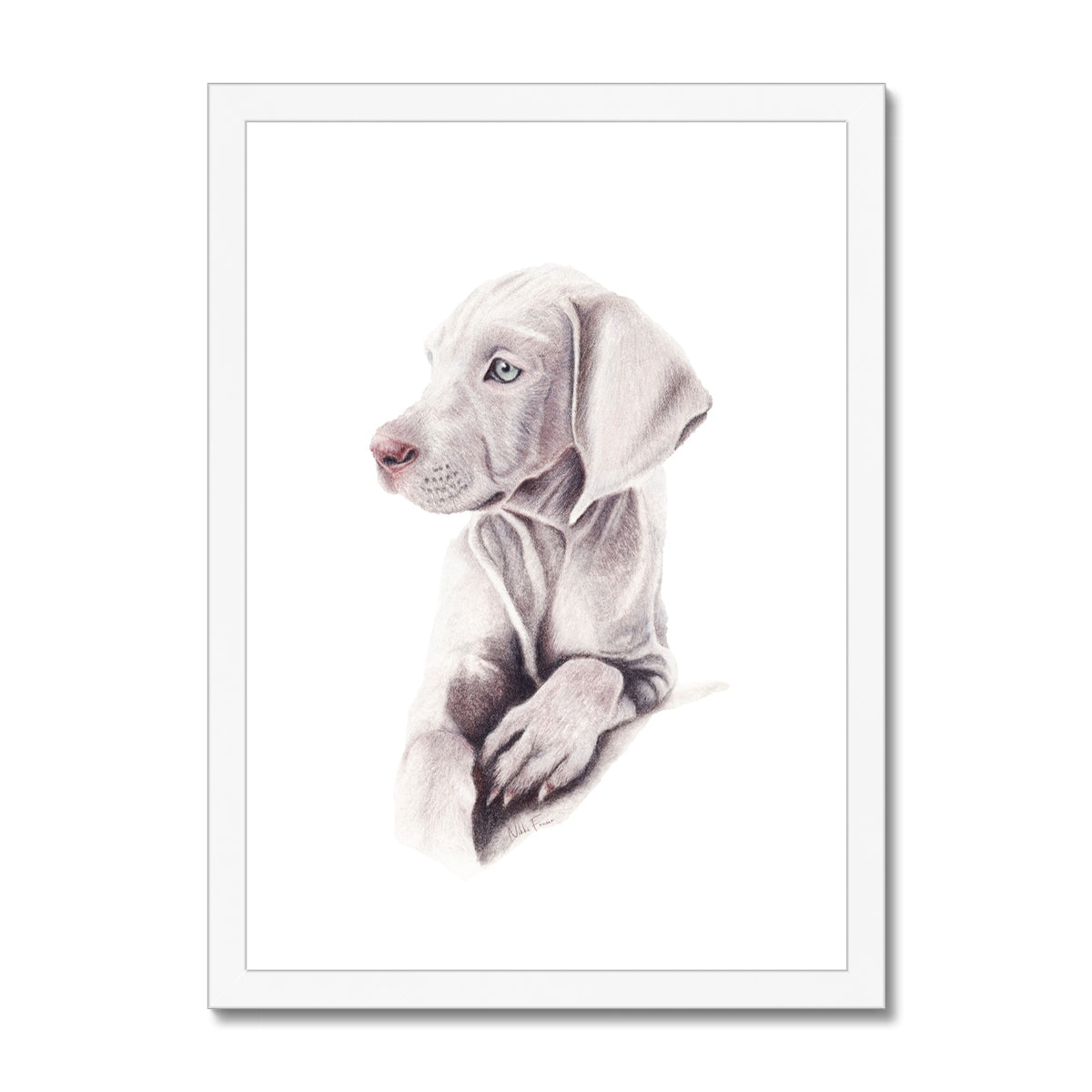 Weimaraner Puppy Fine Art Print