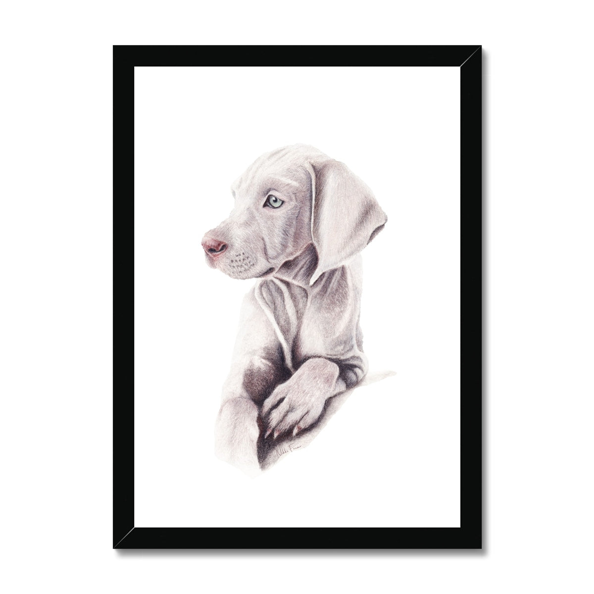 Weimaraner Puppy Fine Art Print