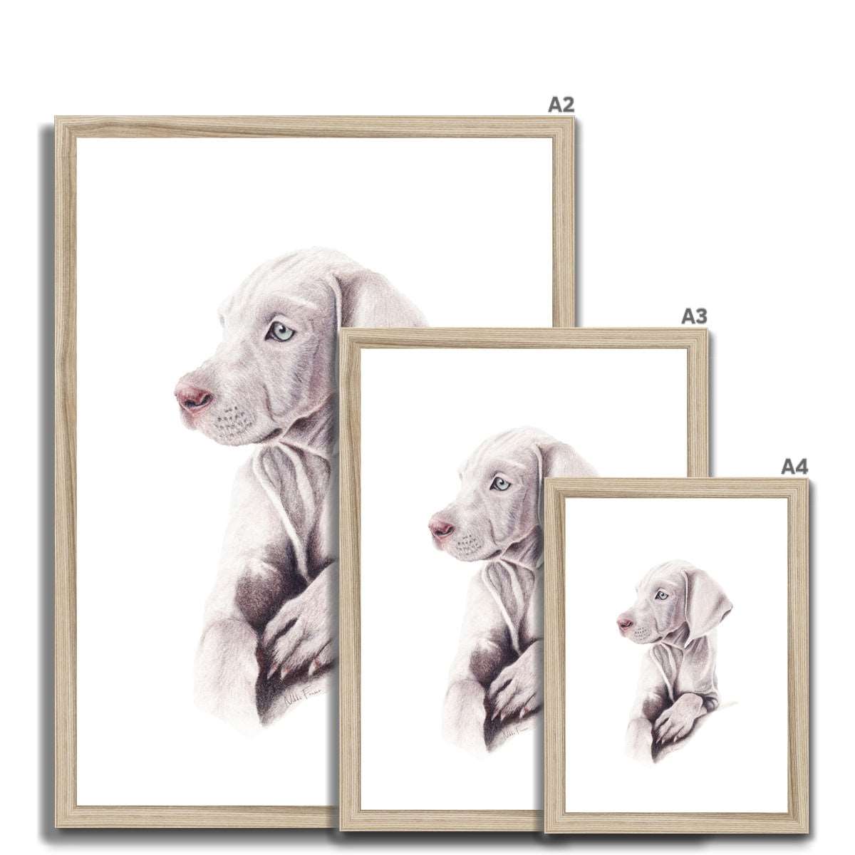 Weimaraner Puppy Fine Art Print