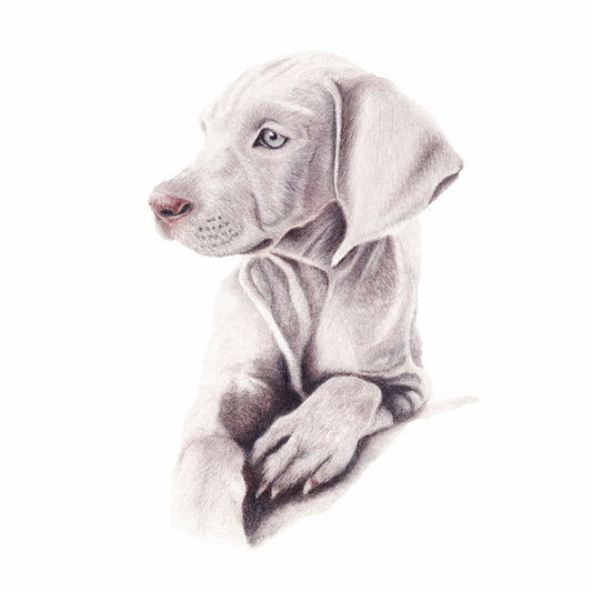 Weimaraner Puppy Original Art