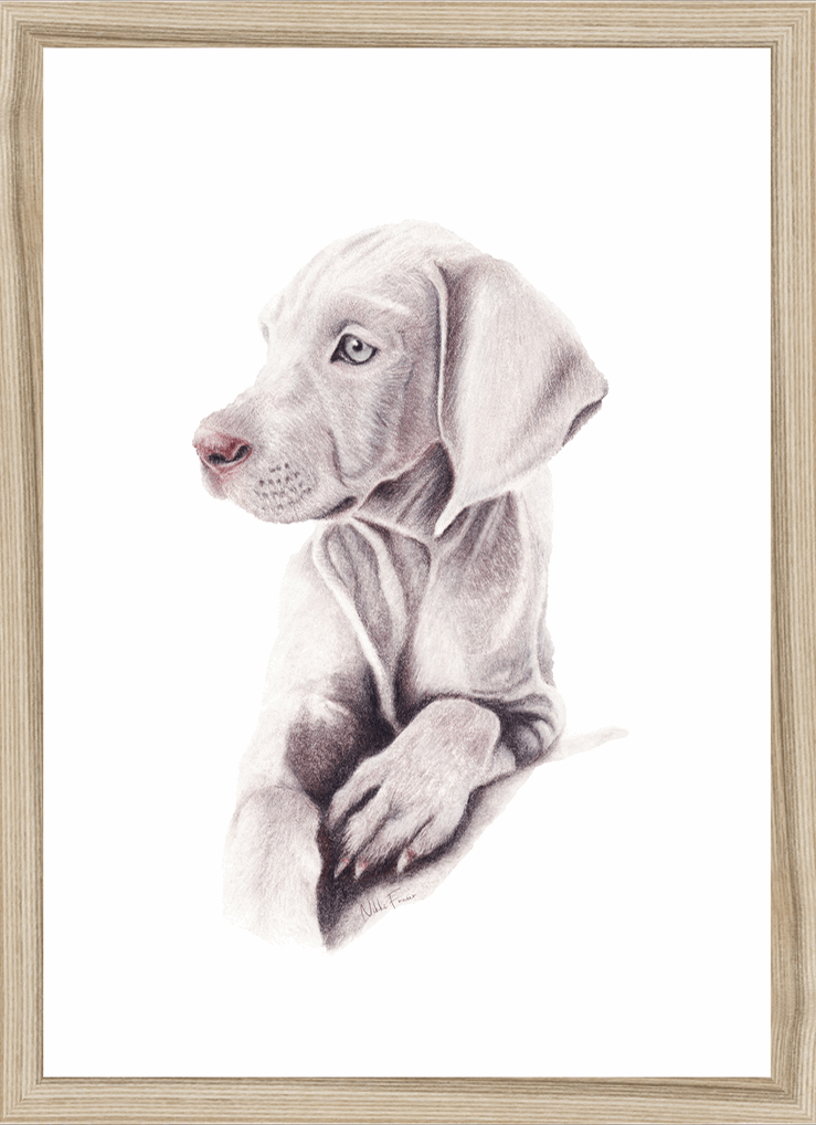 Weimaraner Puppy Original Art