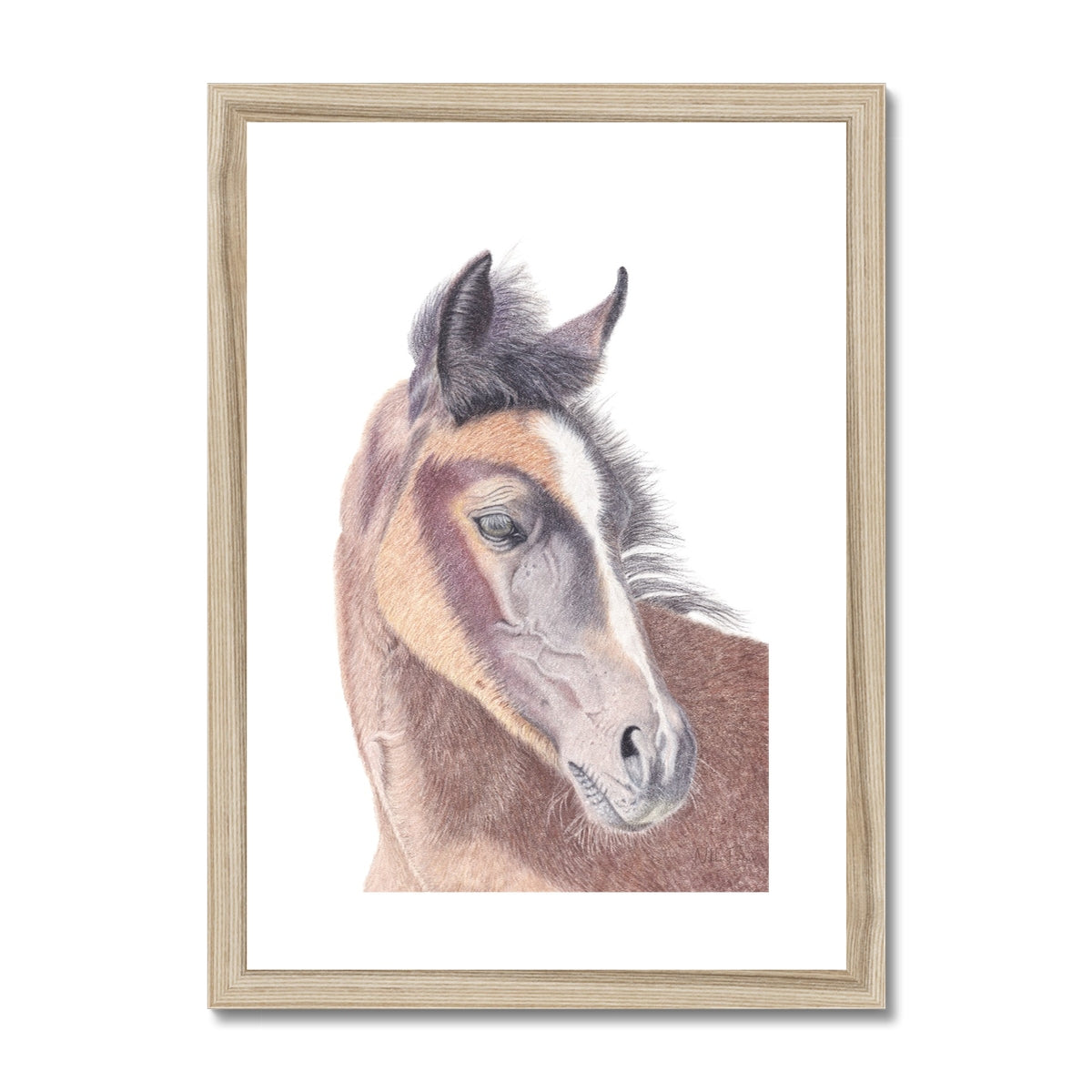 Young Foal Fine Art Print