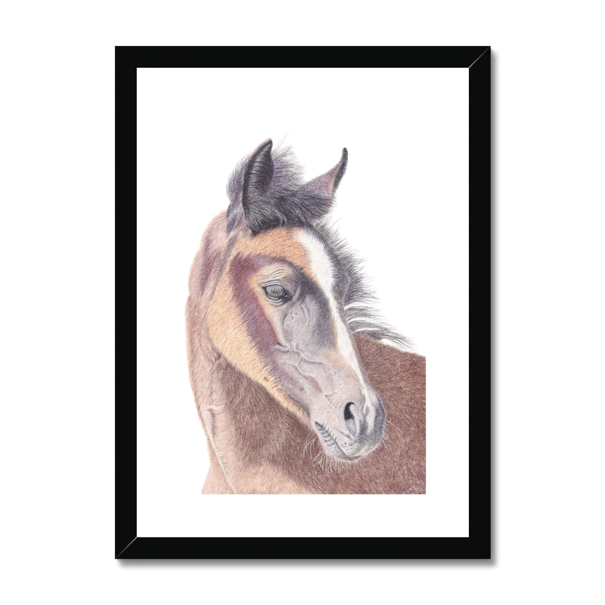 Young Foal Fine Art Print