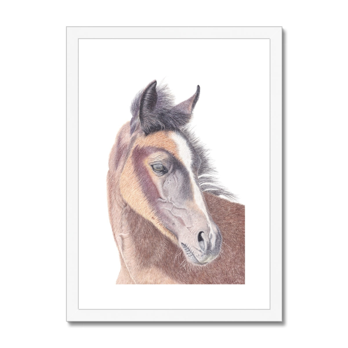 Young Foal Fine Art Print