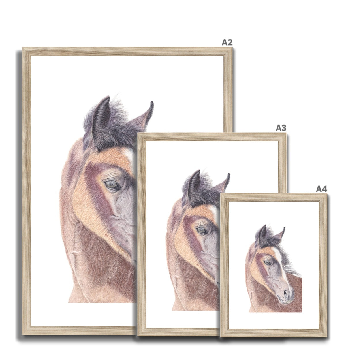 Young Foal Fine Art Print Sizes