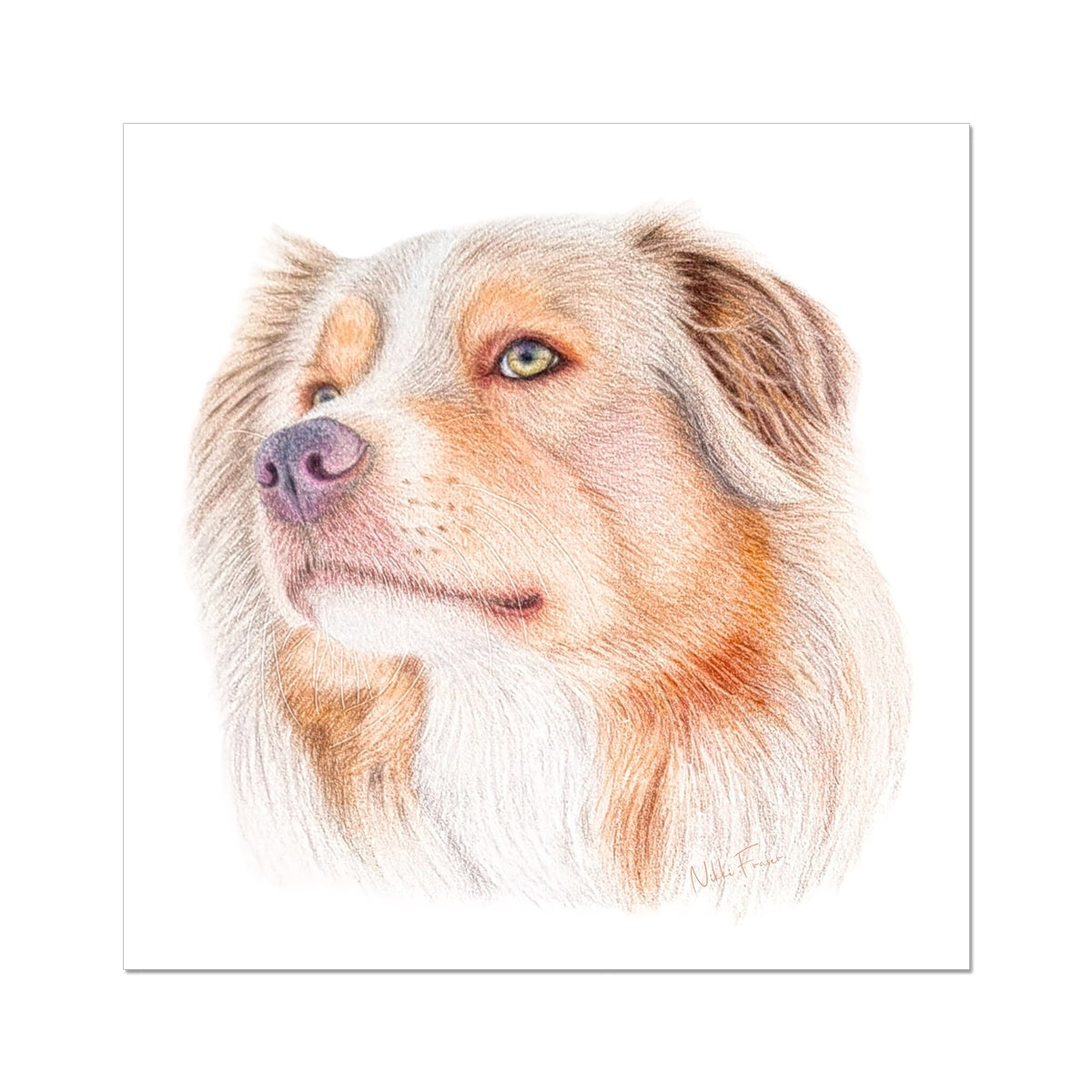 Australian Shepherd Fine Art Print