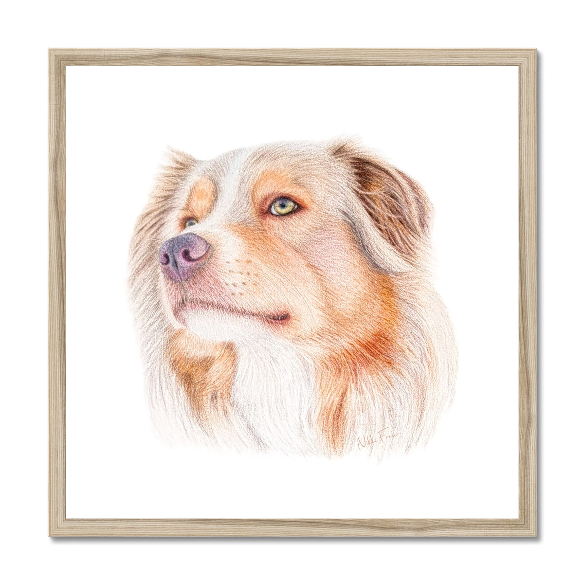 Australian Shepherd Fine Art Print