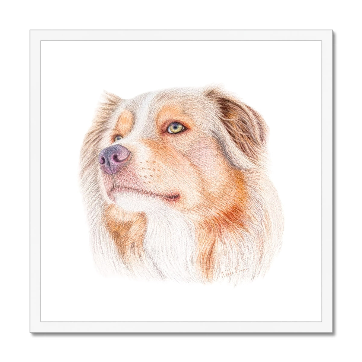 Australian Shepherd Fine Art Print