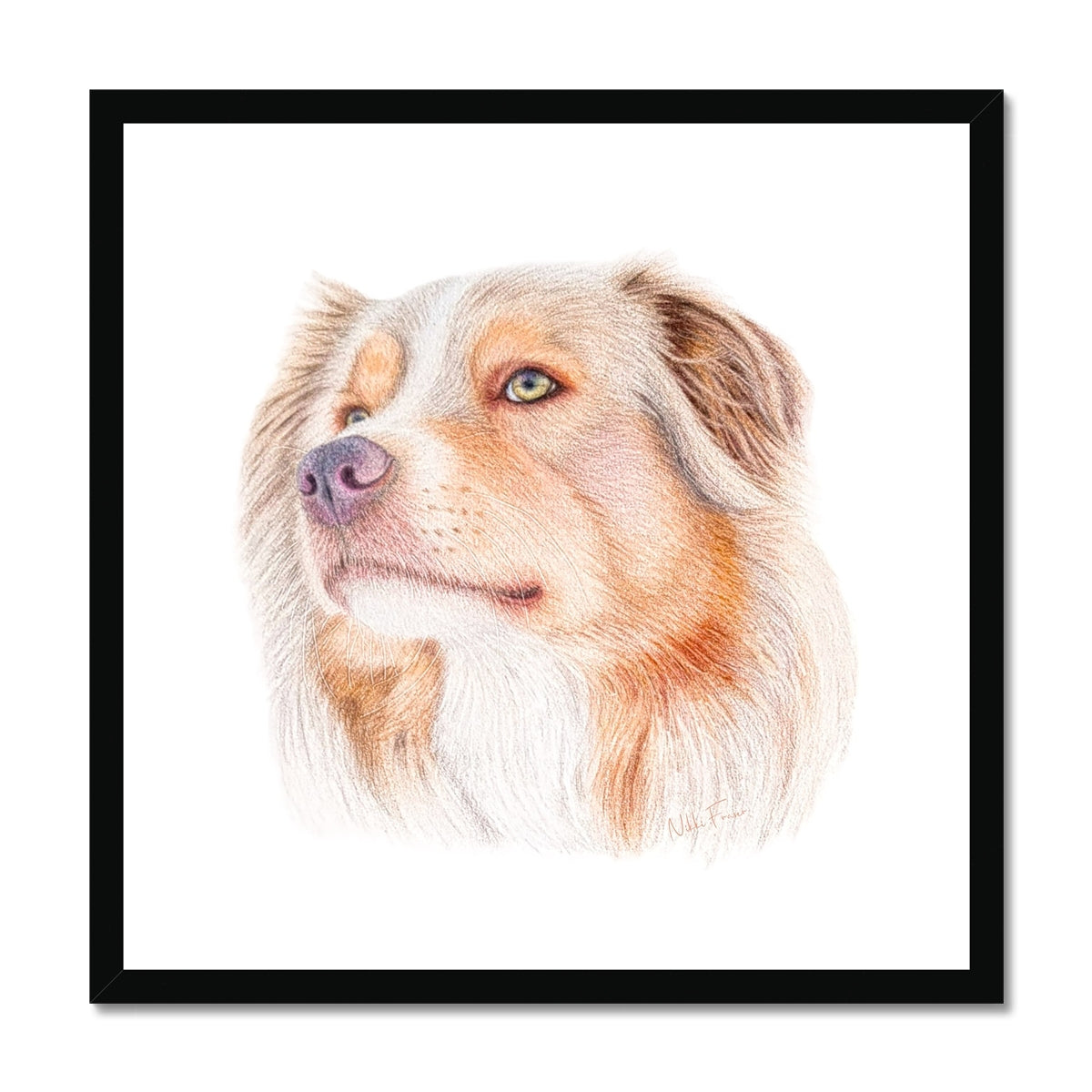 Australian Shepherd Fine Art Print