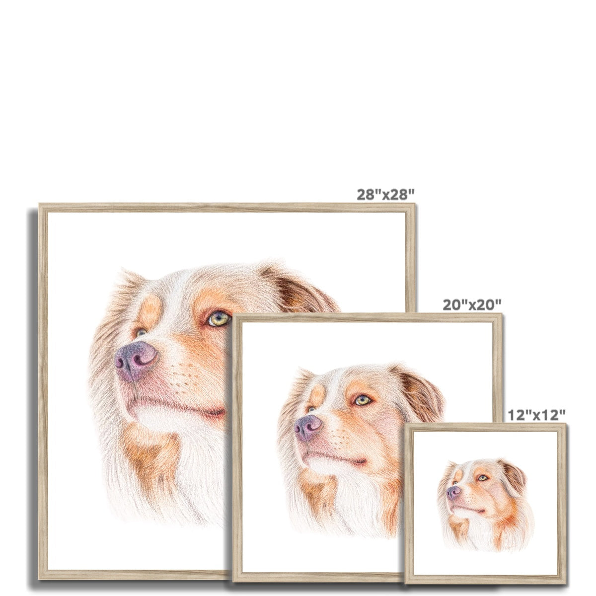 Australian Shepherd Fine Art Print Sizes