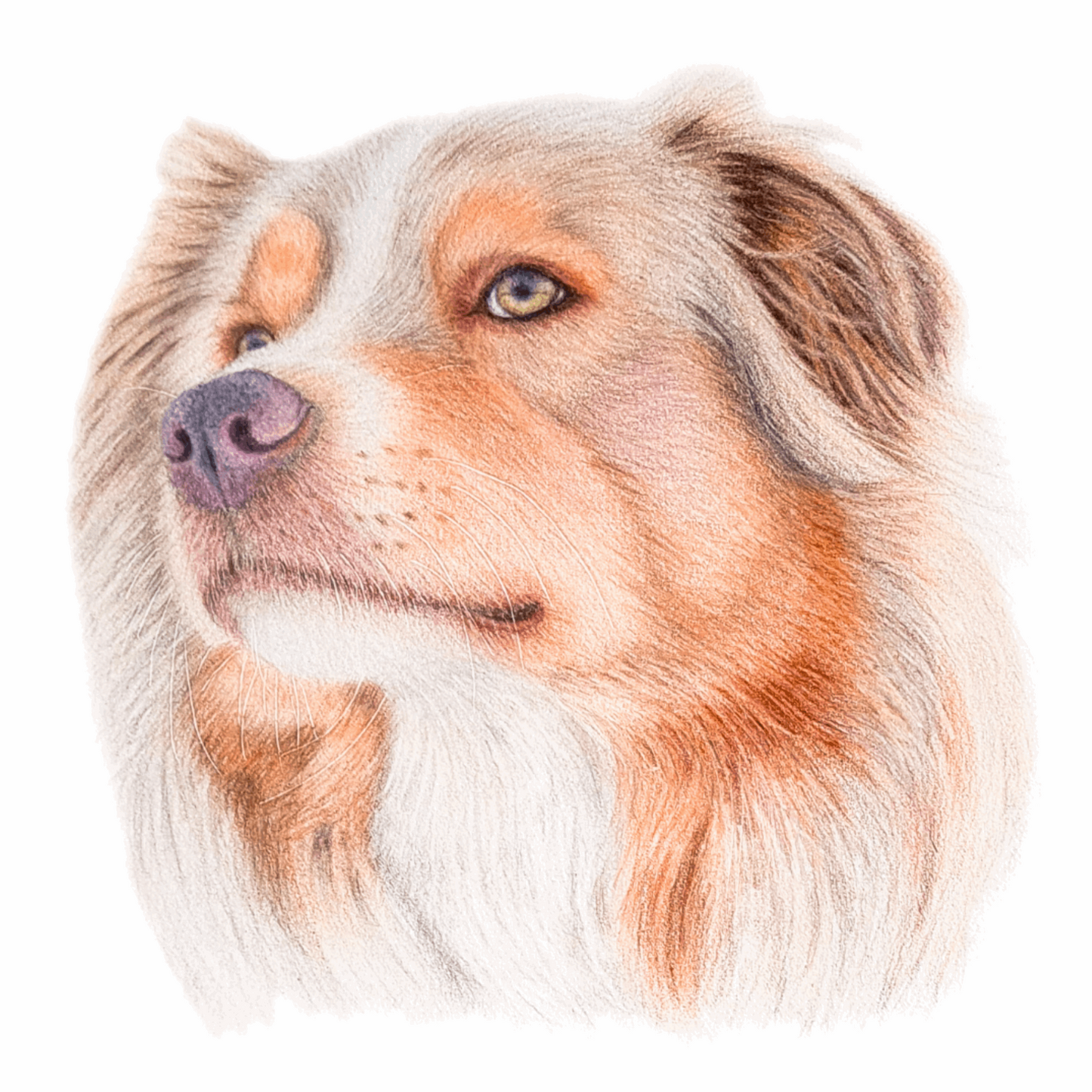 Australian Shepherd Original Art