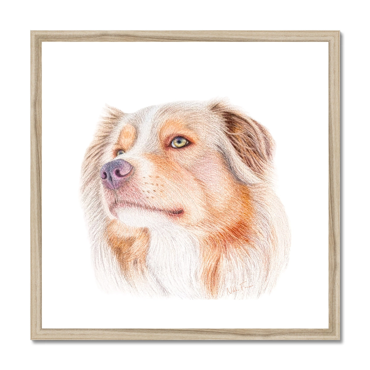 Australian Shepherd Original Art