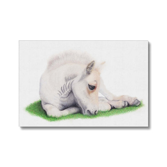  Whisper - Fjord Foal Eco Canvas Print. 