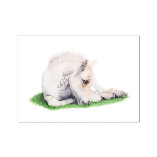 Whisper - Fjord Foal Fine Art Print