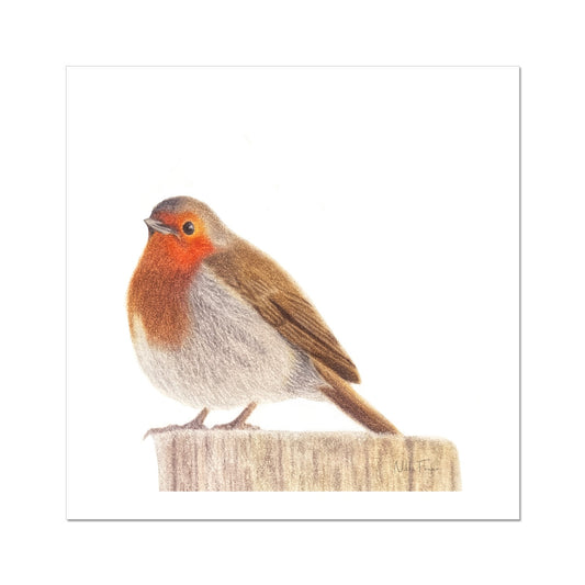 Robin Fine Art Print