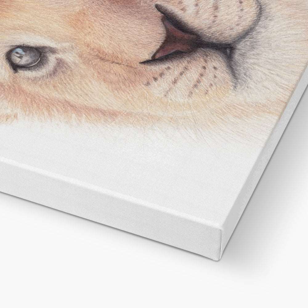 Close up lion cub canvas print