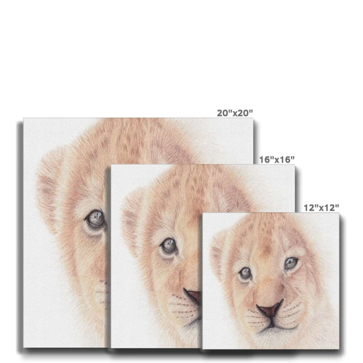 Lion cub canvas sizes